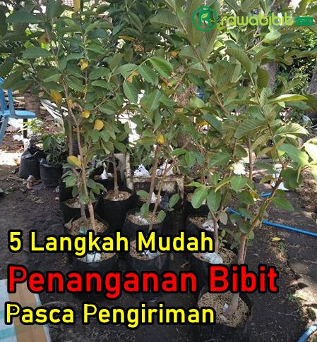 Penanganan Bibit Pasca pengiriman