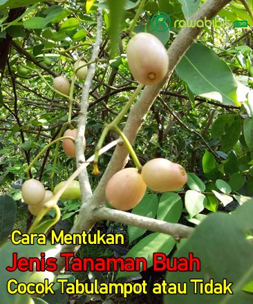 cara menentukan tabulampot tanaman