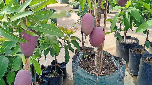 tabulampot berbuah lebat