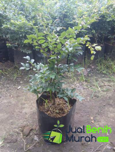 Bibit Buah Anggur Brazil