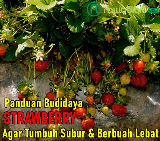 Budidaya Strawberry