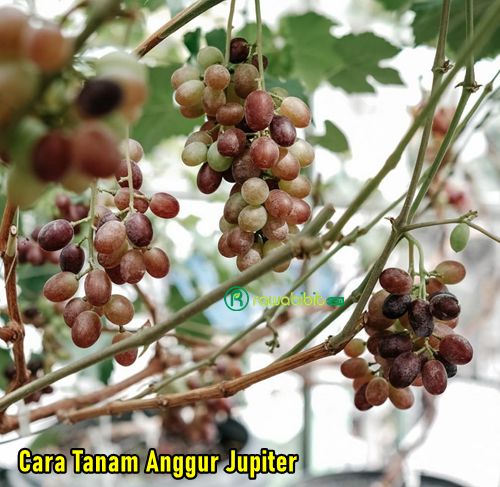 Cara Tanam Anggur Jupiter 2