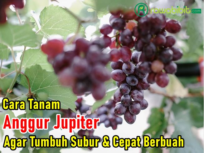 Cara Tanam Anggur Jupiter