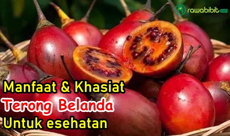 Manfaat Terong belanda