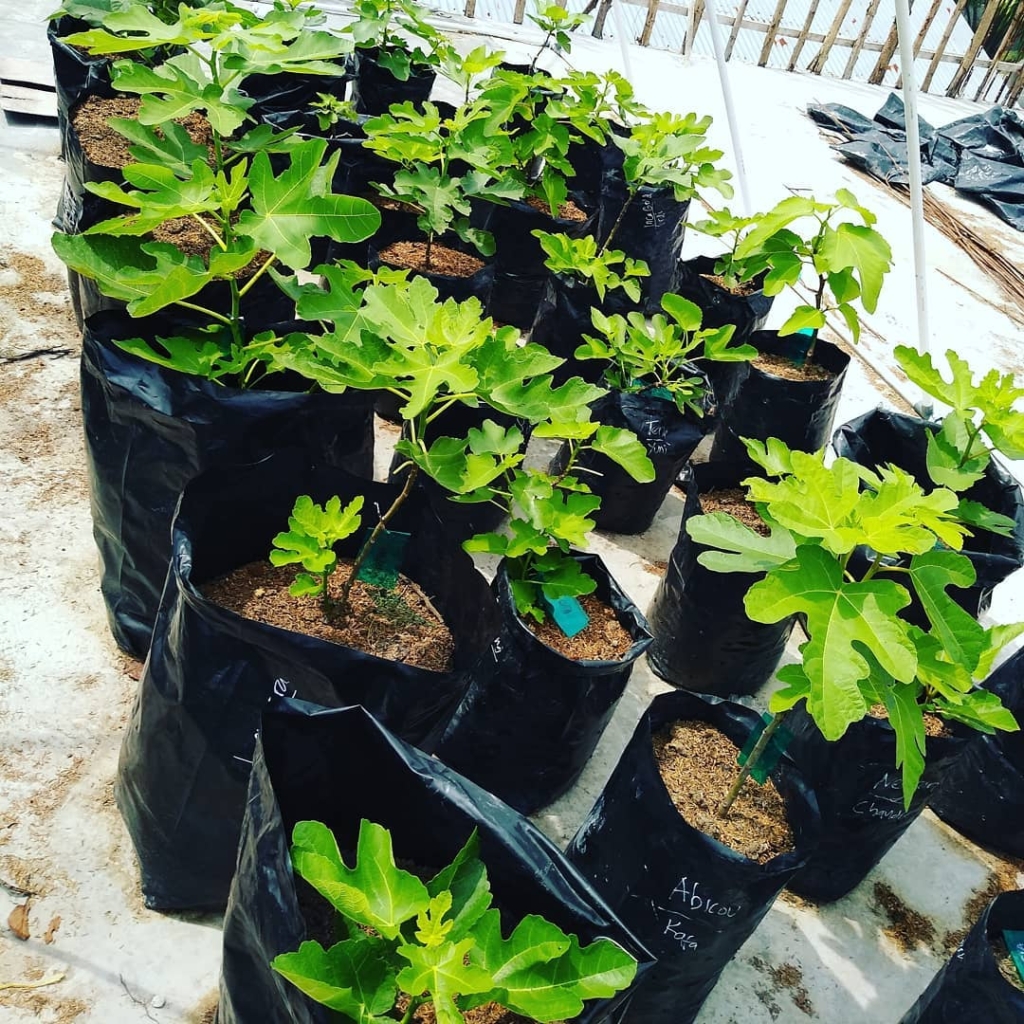 Perbanyakan tanaman Tin