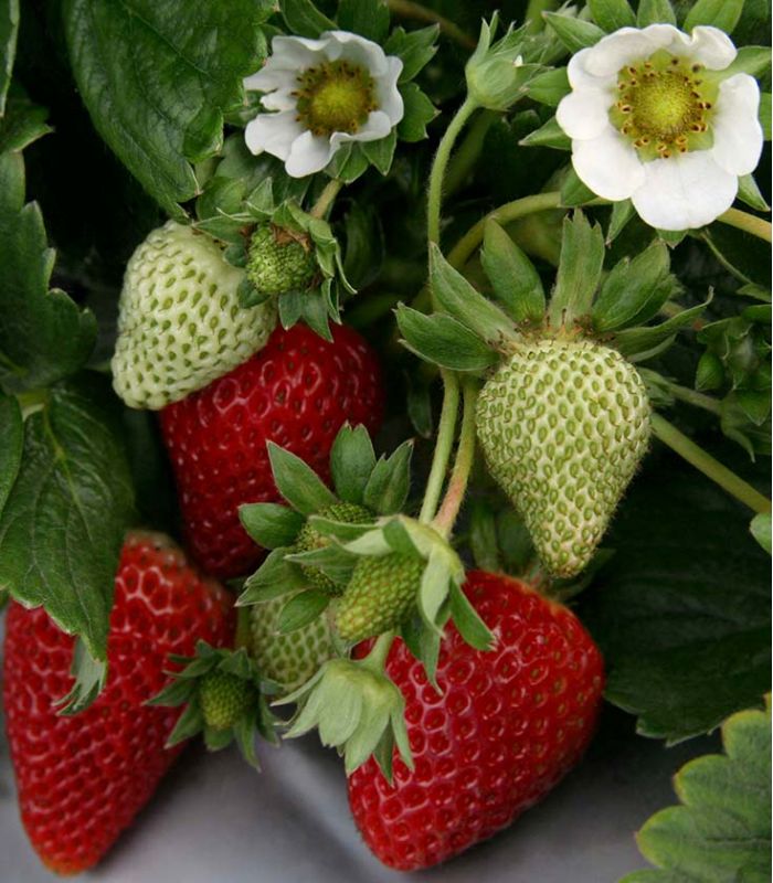 buah strawberry