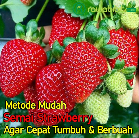 metode Semai Strawberry