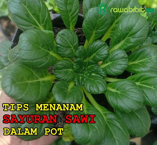 cara tanam Sawi Dalam Pot