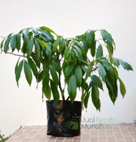 Bibit Leci Dataran Tinggi Unggul