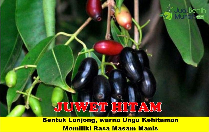 Bibit Juwet Hitam