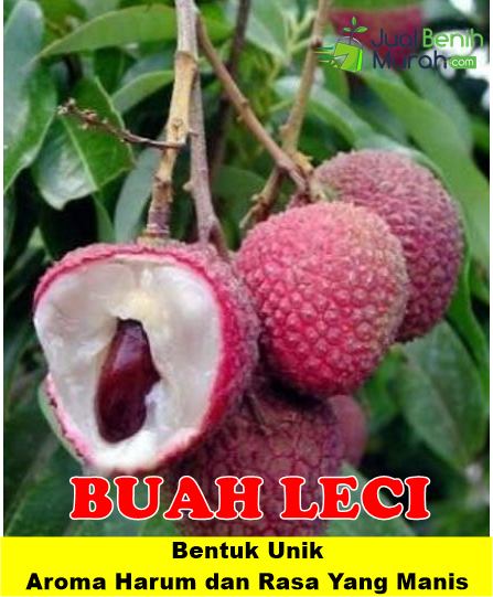 Buah Leci Dataran Tinggi