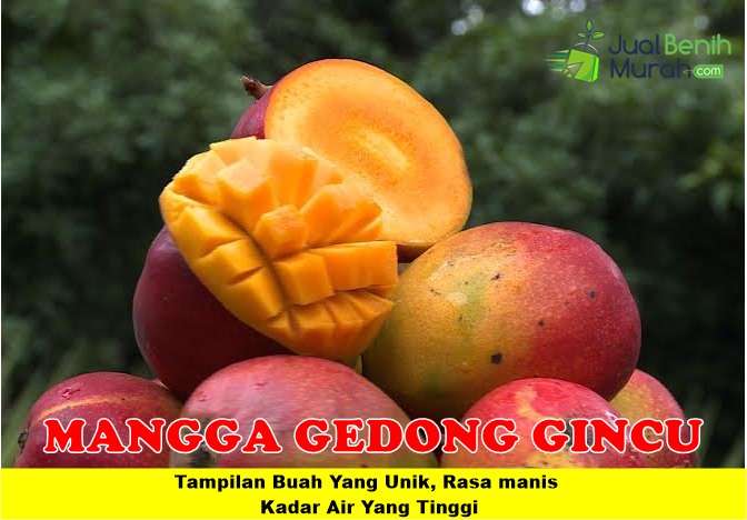 Bibit Mangga Gedong Gincu Berkualitas