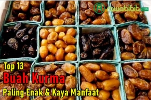 Jenis Kurma Paling Enak