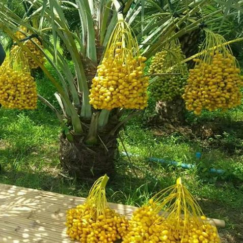 Keunggulan Pohon Kurma 1
