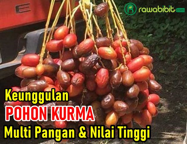 Keunggulan Pohon Kurma