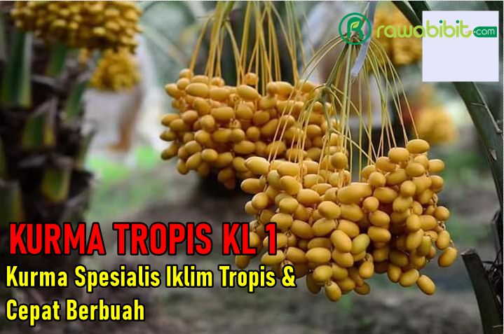 Mengenal Kurma KL 1