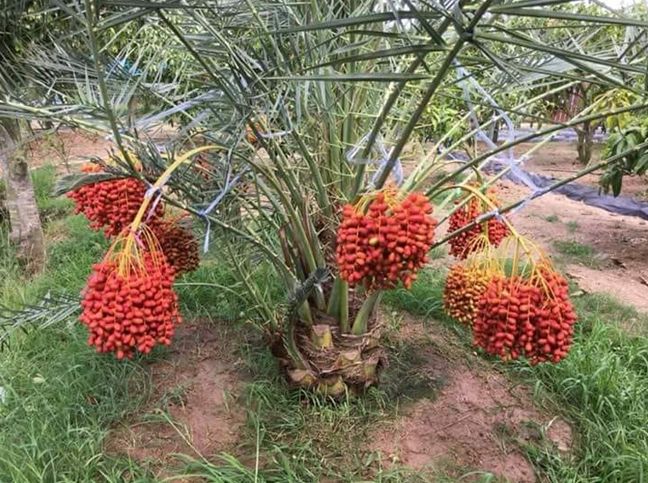 Prospek Budidaya Kurma Tropis 1