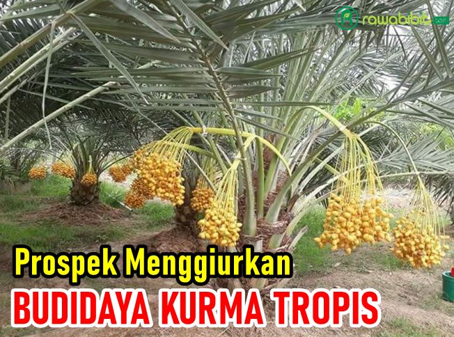 Prospek Budidaya Kurma Tropis