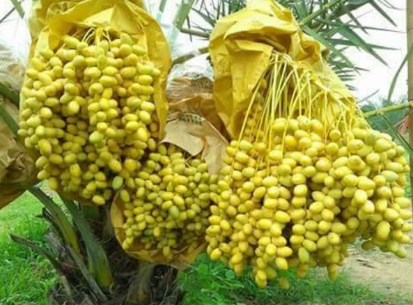 Sejarah Kurma Masuk ke Indonesia