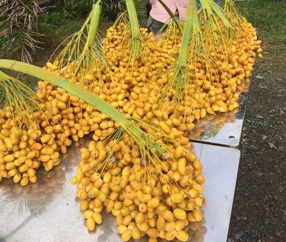 Sejarah kurma masuk ke Indonesia 1