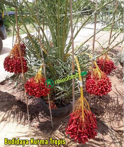 Budidaya Kurma Tropis 1