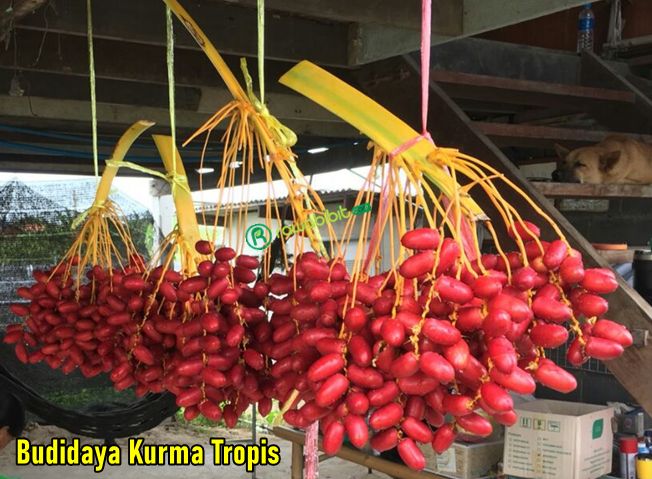 Budidaya Kurma Tropis 2