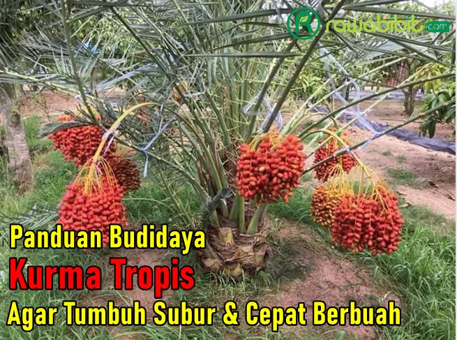 Budidaya Kurma Tropis