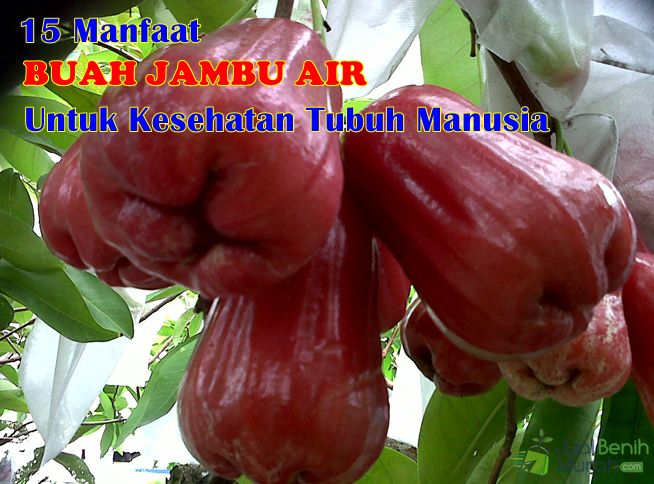 Manfaat Buah Jambu Air