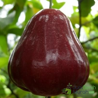 Manfaat Buah jambu air 1