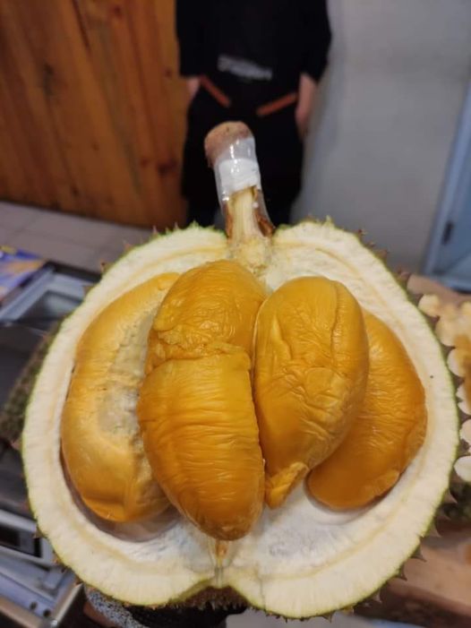 durian duri hitam 99