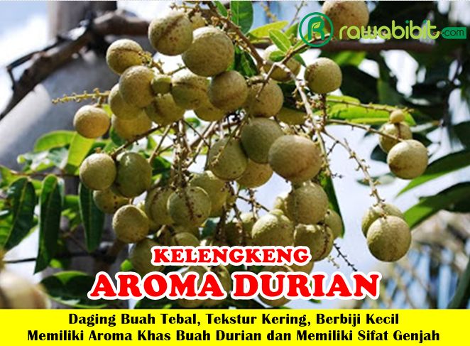 Kelengkeng Aroma Durian