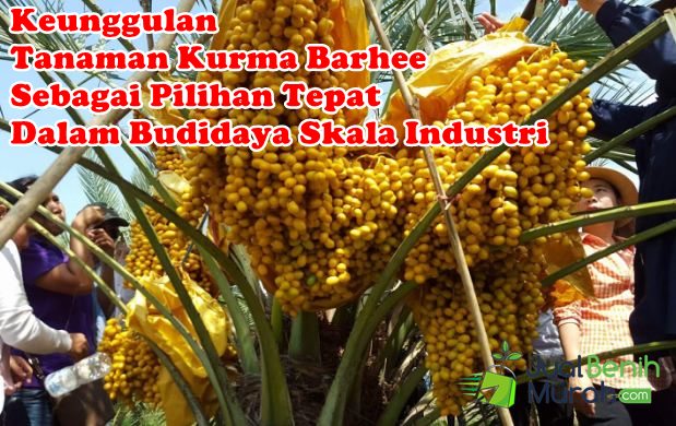 Keunggulan Kurma Barhee