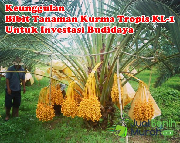 Keunggulan Kurma KL-1