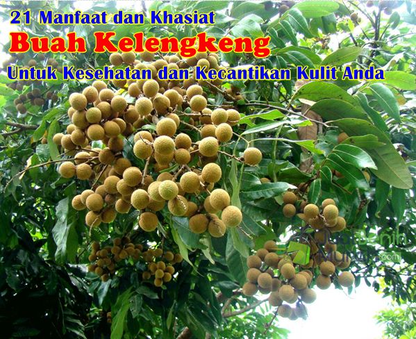 Manfaat Buah Kelengkeng