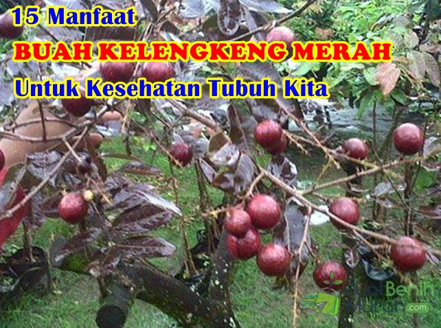 Manfaat Buah kelengkeng Merah