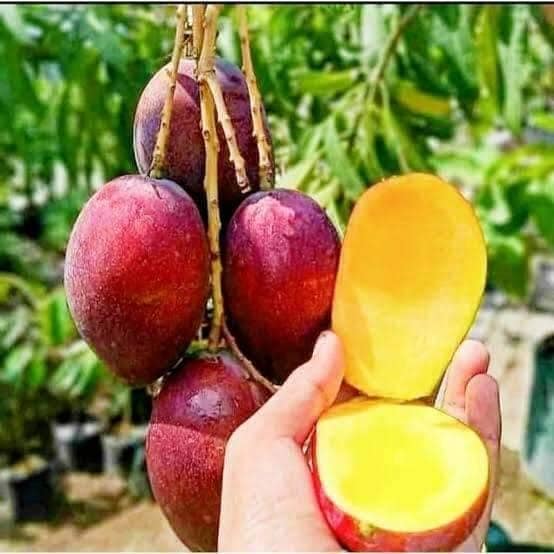 Manfaat Buah mangga 1