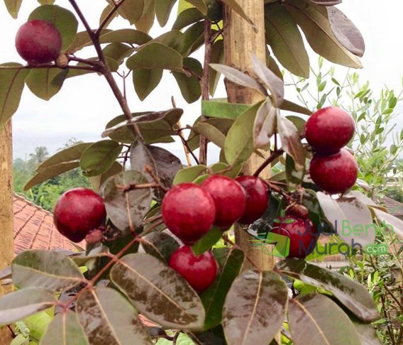 Manfaat Kelengkeng Merah 1