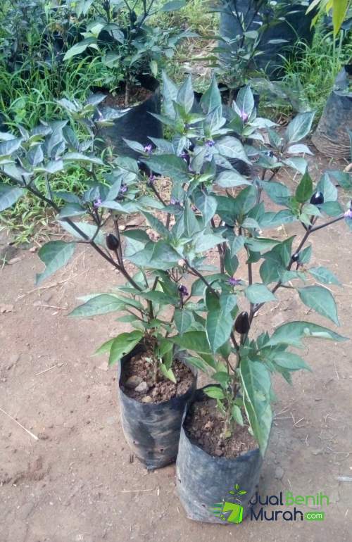 Bibit Cabe Black Royal