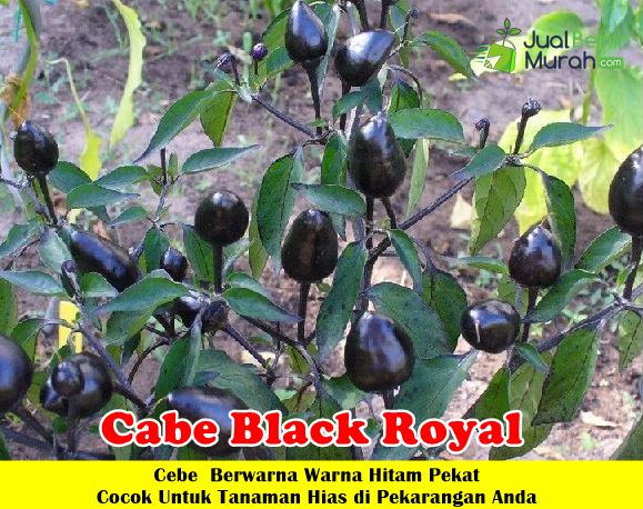 Cabe Black Royal