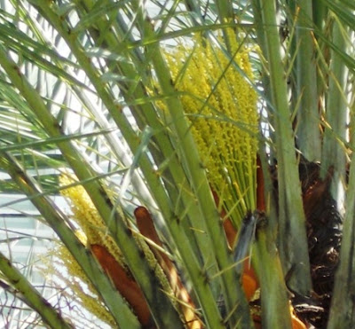 Mayang Bunga Kurma Betina