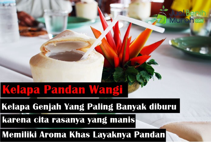 kelapa pandan wangi