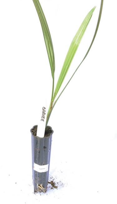 Perbanyakan kurma kuljar