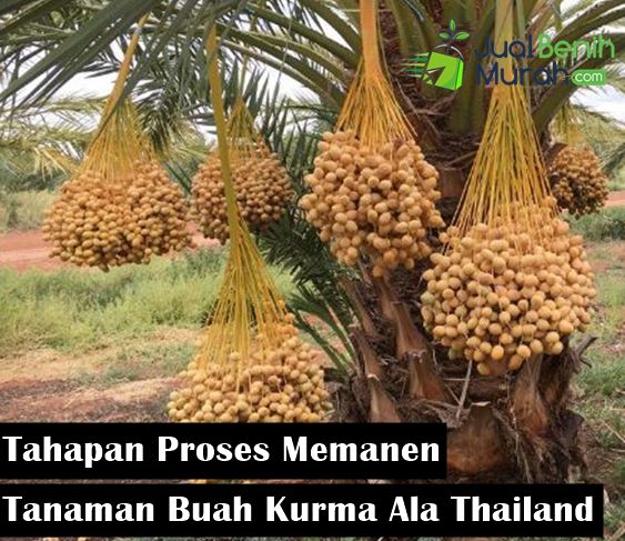 Proses Memanen Buah Kurma
