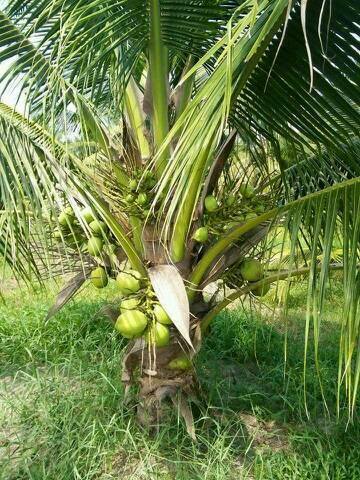 kelapa pandan wangi