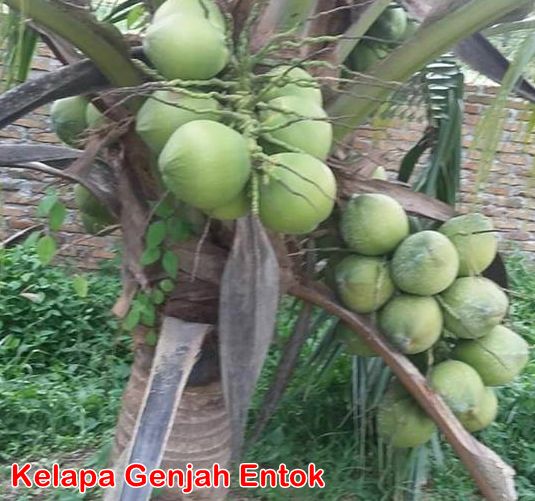 Buah Kelapa Genjah Entok