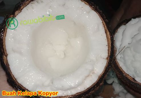 Buah Kelapa Kopyor unggul