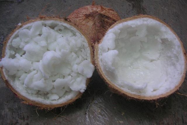 Buah kelapa Kopyor unggul