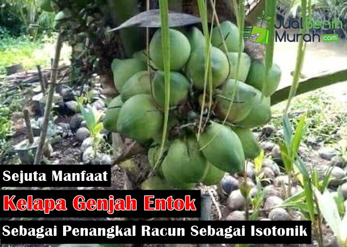 Manfaat Kelapa Genjah Entok