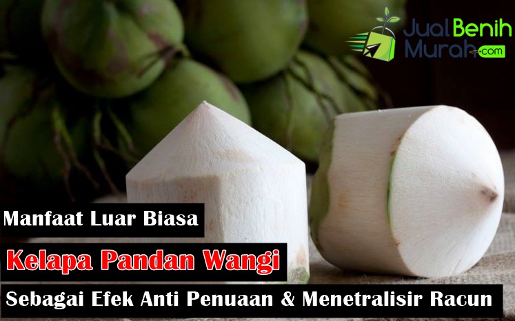 Manfaat Kelapa Pandan wangi