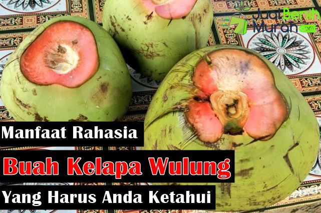 Manfaat kelapa Wulung
